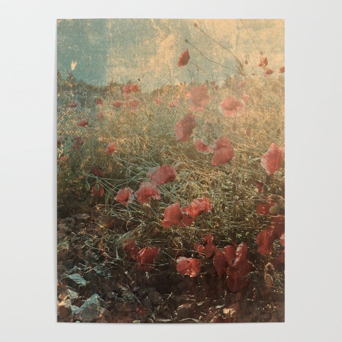 Faded vintage California poppies blooming summer field Poster