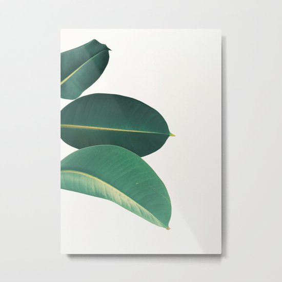 Rubber Fig Leaves II Metal Print