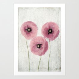Pink Vintage Poppies II Art Print