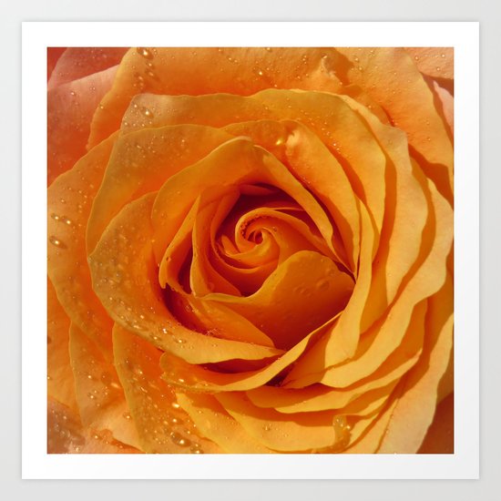 Gold Rose Bud- Orange Roses and flowers Art Print