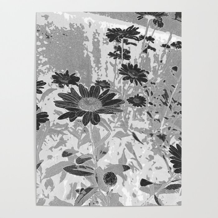 Black & White Daisies Poster