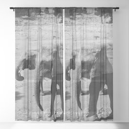 Elephant duo in black & white Sheer Curtain