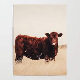 Red Angus Cow Art Poster