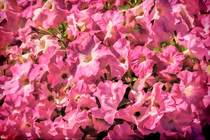 Vintage Pretty Pink Petunias by Photos by Healy