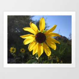 sunflower. Art Print | Nature, Photo 