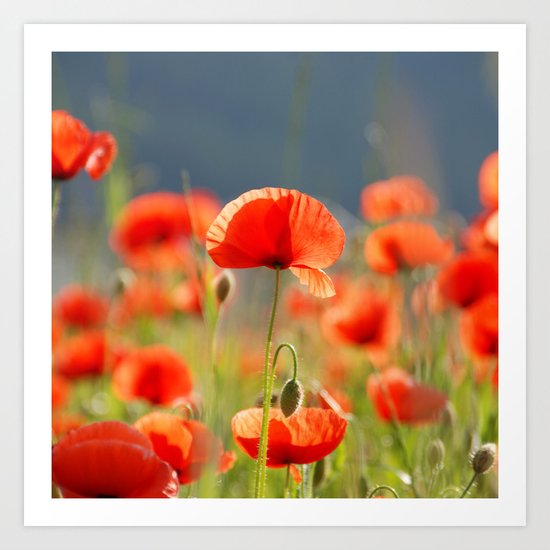 Red Poppies Flowers Art Print