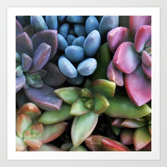 Colorful Succulents Art Print