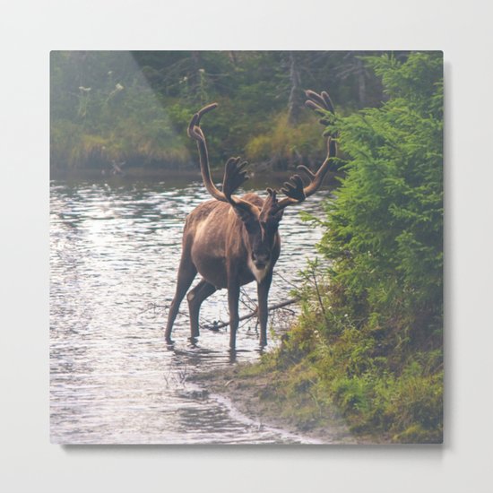Moose in the River (Forest Wildlife) Metal Print