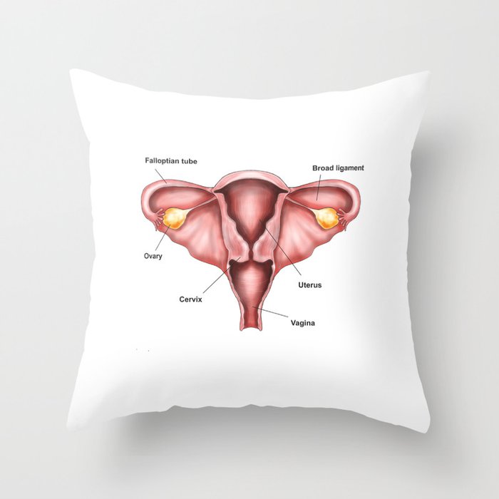 Uterus shaped pillow 2025