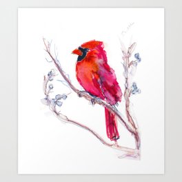 Watercolor of a Cardinal Art Print