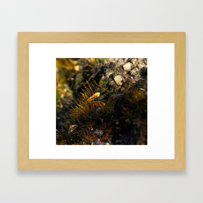 Wixy Seed Moss Framed Art Print