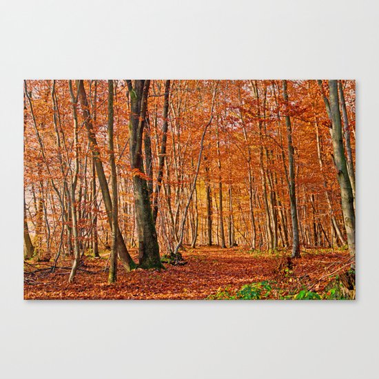 Autumn in the forest Canvas Print