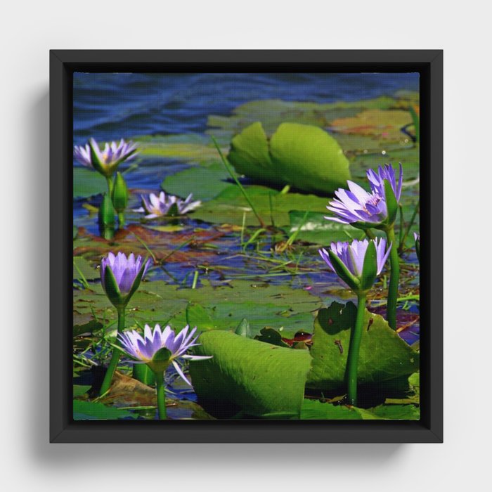 South Africa Photography - Lily Leaves And Flowers In The Water Framed Canvas