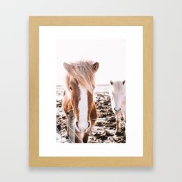 Iceland horses Framed Art Print