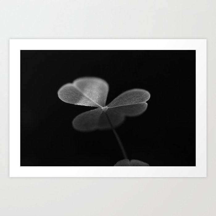 Oxalis in black and white Art Print