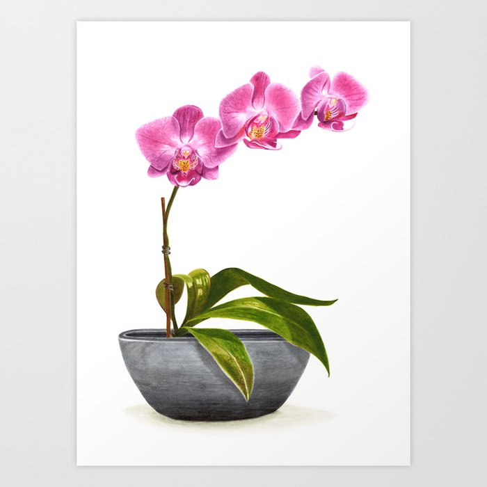 Watercolor Orchid Art Print By Sophiajcaldwell Society6