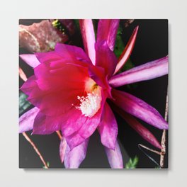 Pink cactus flower Metal Print | Fushia, Summer, Floral, Pink, Contrast, Epiphillum, Love, Exotic, Cacti, Flower 