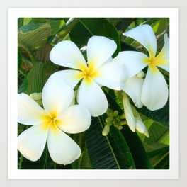 Tropical Hawaiian Wild Plumerias With Sweet Honey Fragrance Art Print