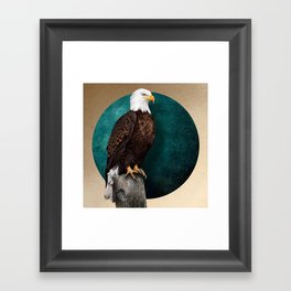 Bald eagle bird illustration Framed Art Print