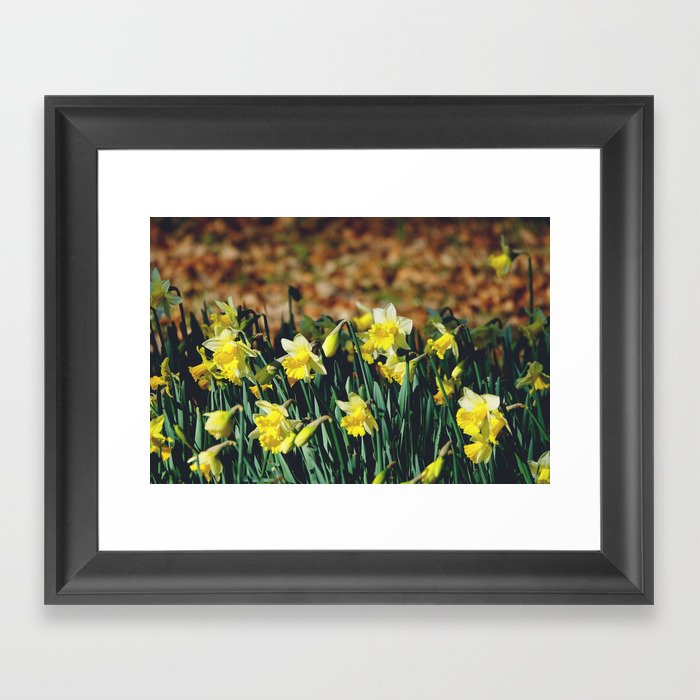 Narcissus field | White tepals and yellow coronas jonquil daffodil flowers Framed Art Print