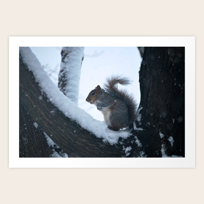 Squirrel in Snow - Series Art Print by Sarah Shanely Photography | Society6