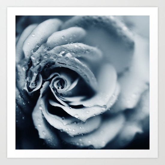 Rose - powder blue Art Print