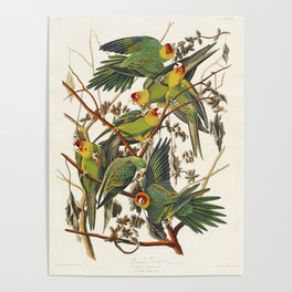 Carolina Parrot from Birds of America (1827) by John James Audubon  Poster