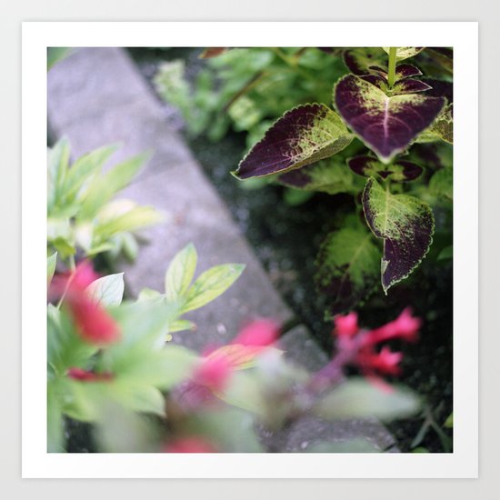 Coleus Art Print