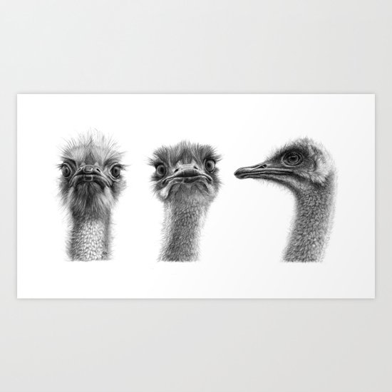 Three ostriches SK1005354 Art Print
