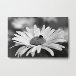 Daisy #5878 Metal Print | Margherita, Abeille, Animales, Abeja, Naturaleza, Flower, Marguerite, Photo, Fleur, Margarita 