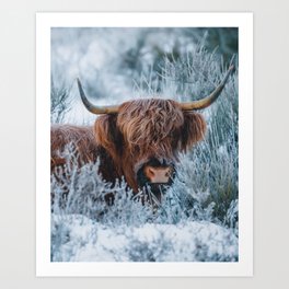 Scottish Highland Cow in the Snow | Winter Photography Art Print