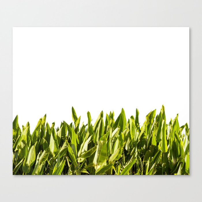 Ibera Canvas Print