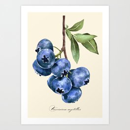 Blueberry Vintage Illustration Art Print