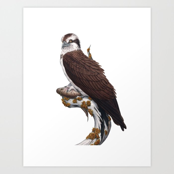 Osprey Art Print