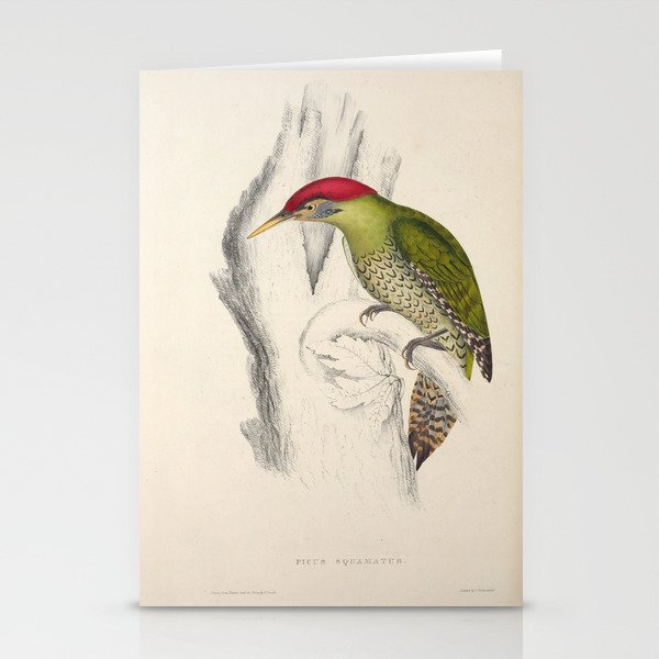 Scaly-bellied woodpecker by Elizabeth Gould from A Century of Birds from the Himalaya Mountains Stationery Cards