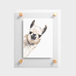 Sneaky Llama White Floating Acrylic Print