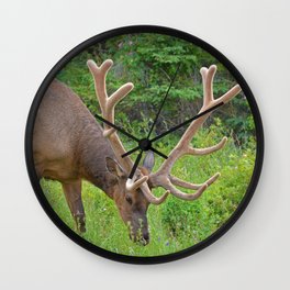 Elk with his velvet in Jasper National Park Wall Clock