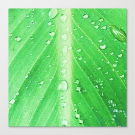green leaflet in tropical rain painted impressionism ( 1 of 3 set ) Canvas Print