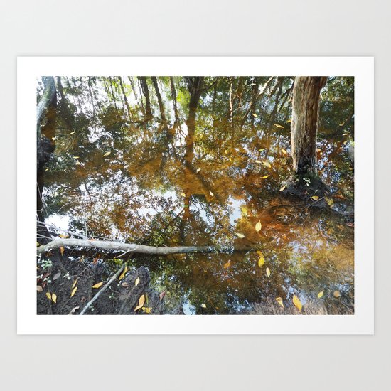Swamp Reflection Celestun Art Print