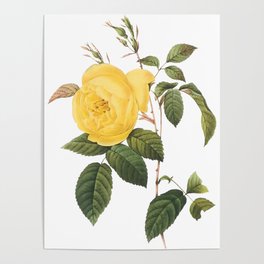 Botanical Print, Yellow Roses, Rosa Sulfurea Poster