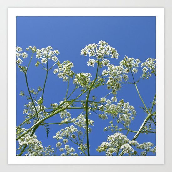 wild herb VI Art Print