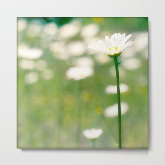 daisy Metal Print