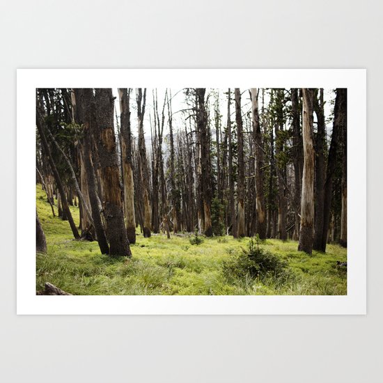 YELLOWSTONE FOREST Art Print