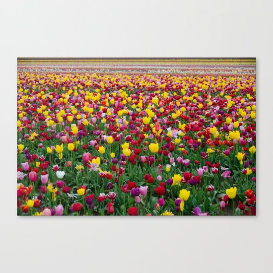 Fields of Color II, Woodburn Tulip Festival Canvas Print