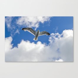 Seagul hovering Canvas Print