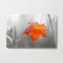 Red Maple Leaf On Grey - Velvet Autumn Metal Print