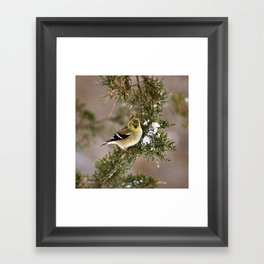 Professor Goldfinch Framed Art Print