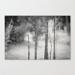 Bamboo photograph - Black and white version Canvas Print