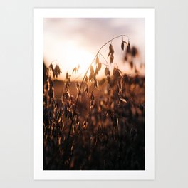 Sun Kissed Grain - Denmark - Travel Photography Art Print