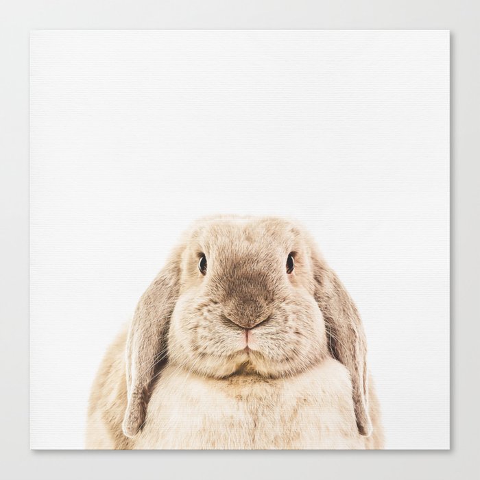 Bunny Rabbit Canvas Print